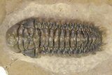 Colorful Crotalocephalina Trilobite - Atchana, Morocco #383212-1